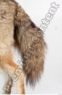 Wolf leg photo reference 0007